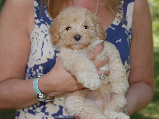 A Buff-coloured
Male  Cockapoo