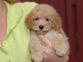    A Buff-coloured
Female  Cockapoo