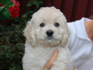  A Buff-coloured
Male  Cockapoo