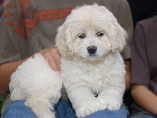    A Buff-coloured
Female  Cockapoo