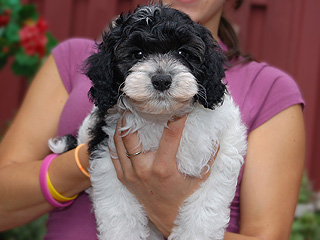 A Black & White Parti-coloured
   Female  Cockapoo