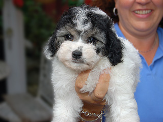 A Tri Parti-coloured
  Male  Cockapoo