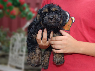 A Black & Tan-coloured
  Female  Cockapoo