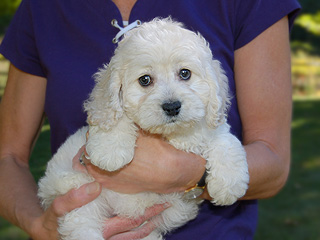   A Buff-coloured
Male  Cockapoo