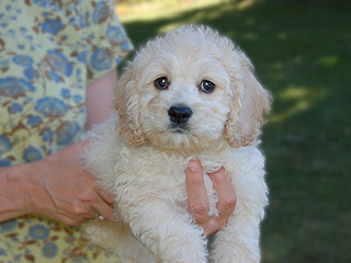   A Buff-coloured
Male  Cockapoo