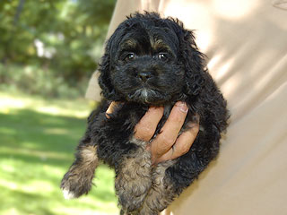 A Black & Tan (Phantom)-coloured
    Female  Cockapoo