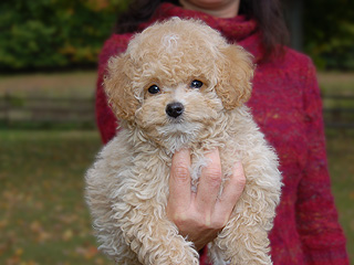 A Buff-coloured
Male  Cockapoo