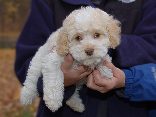 A Buff & White Parti-coloured
  Male  Cockapoo