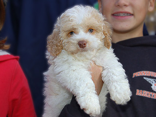 An Apricot & White Parti-coloured
     Male  Cockapoo