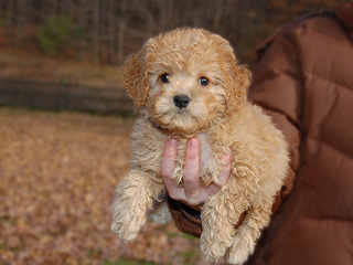    A Buff-coloured
Female  Cockapoo