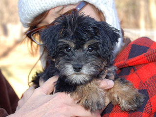 A Black & Tan (Phantom)-coloured
   Female  Schnoodle