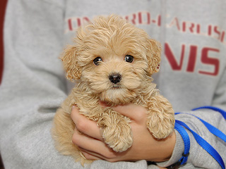  A Buff-coloured
Male  Cockapoo