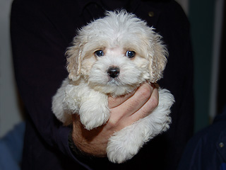 A Buff & White Parti-coloured
     Male  Cockapoo