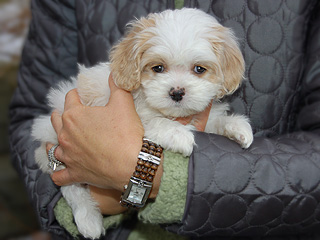 A Buff & White Parti-coloured
   Female  Cockapoo