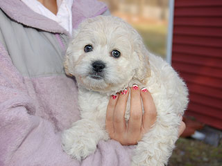 A Buff-coloured
Male  Cockapoo