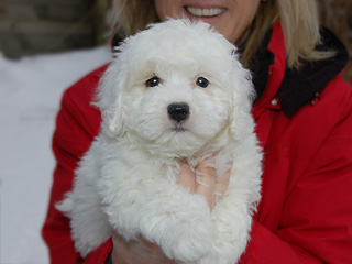 A Buff & White Parti-coloured
    Male  Cockapoo
