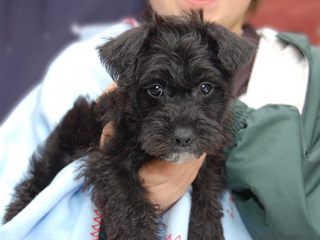 A Black Male Schnoodle