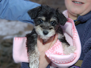 A Black & Tan (Phantom)-coloured
   Female  Schnoodle