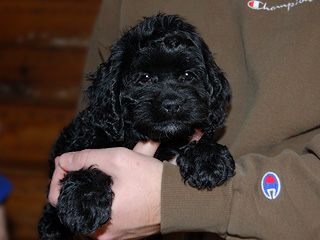    A Black-coloured
Female  Cockapoo
