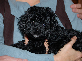    A Black-coloured
Female  Cockapoo