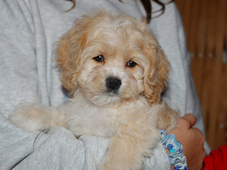 A Buff-coloured
Female  Cockapoo