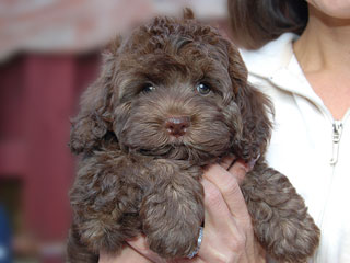 A Chocolate-coloured
     Female  Cockapoo