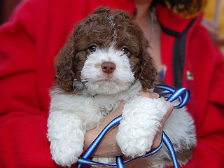 A Chocolate & White Parti-coloured
      Male  Cockapoo