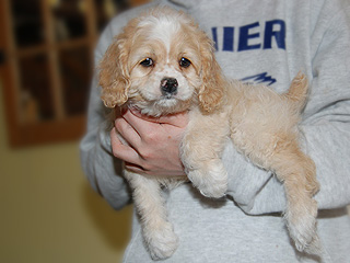 A Buff-coloured
Male  Cockapoo