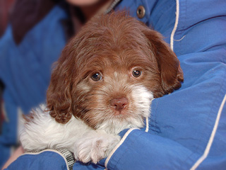 A Chocolate & White Parti-coloured
    Female  Cockapoo