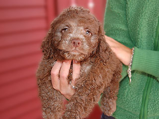 A Chocolate-coloured
 Male  Cockapoo