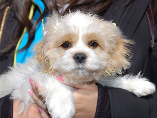 A Buff & White Parti-coloured
 Male  Cockapoo
