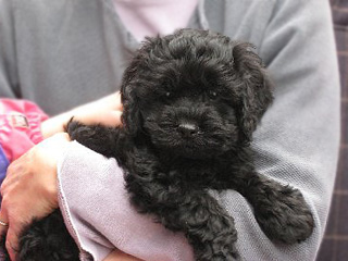  A Black-coloured
Male  Cockapoo
