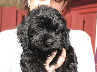  A Black-coloured
Male  Cockapoo