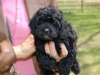    A Black-coloured
Female  Cockapoo