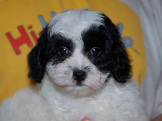 A White with Black Markings
  Male  Cockapoo