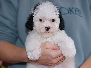 A White with Black Markings
Female  Cockapoo
