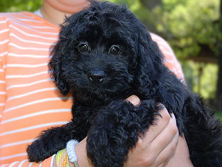 A Black;  Male  Cockapoo