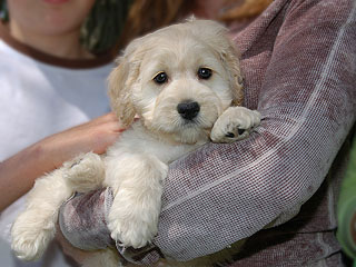 A Buff;  Male  Cockapoo