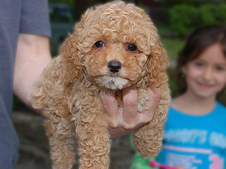 An Apricot-coloured
 Male  Cockapoo