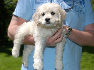   A Buff-coloured
Female  Cockapoo