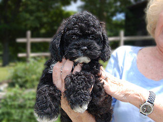 A (Changing) Silver Sable-coloured
 Female  Cockapoo