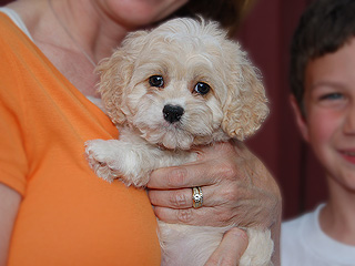  A Buff-coloured
Female  Cockapoo