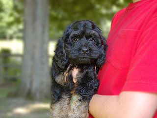 A Black & Tan (Phantom)- coloured
    Male  Cockapoo