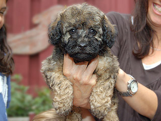   A Sable-coloured
Male  Cockapoo