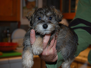 A Salt & Pepper-coloured
 Male  Schnoodle