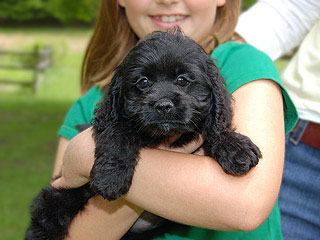   A Black-coloured
Male  Cockapoo