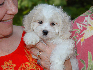 A Buff & White Parti-coloured
  Female  Cockapoo