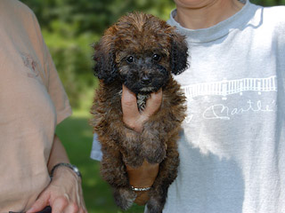   A Sable-coloured
Female  Cockapoo