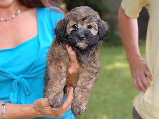   A Sable-coloured
Female  Cockapoo