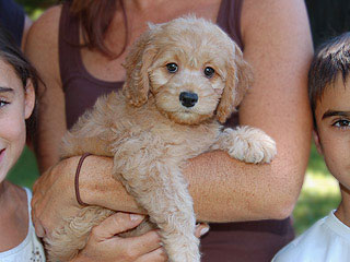 An Apricot-coloured
Female  Cockapoo